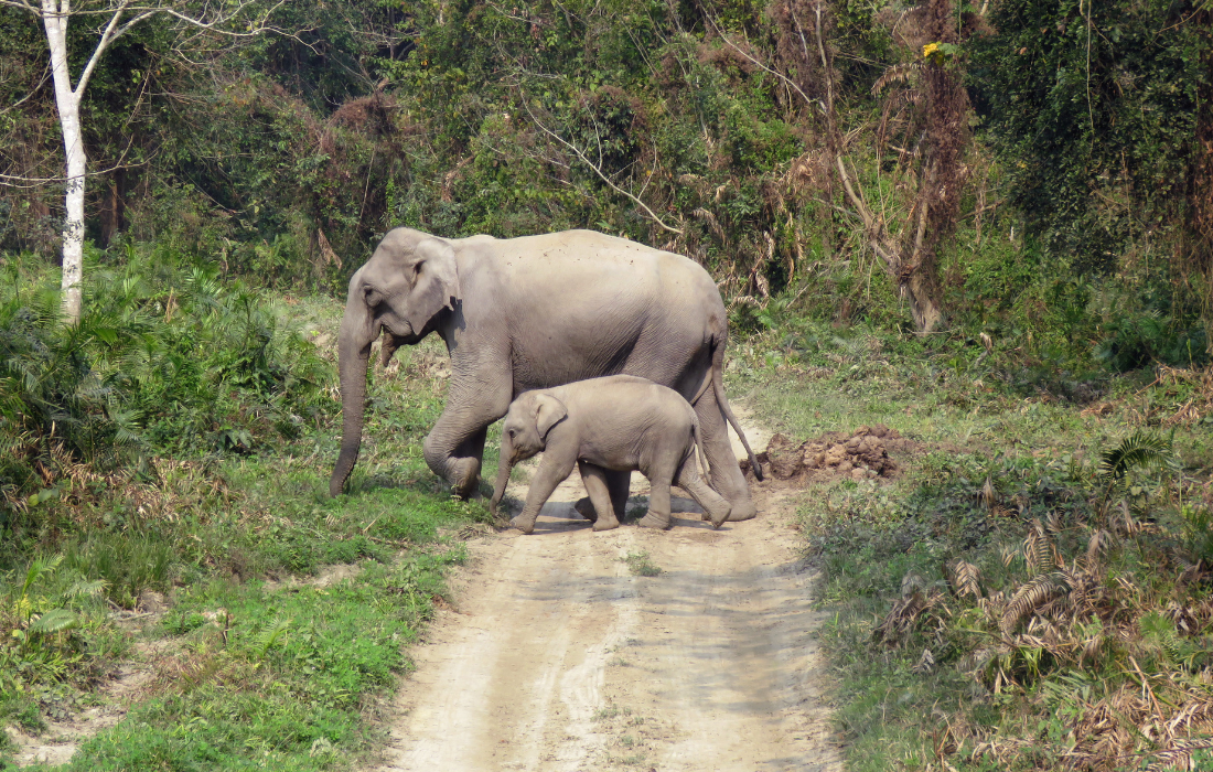  Kaziranga National Park Jeep Safari